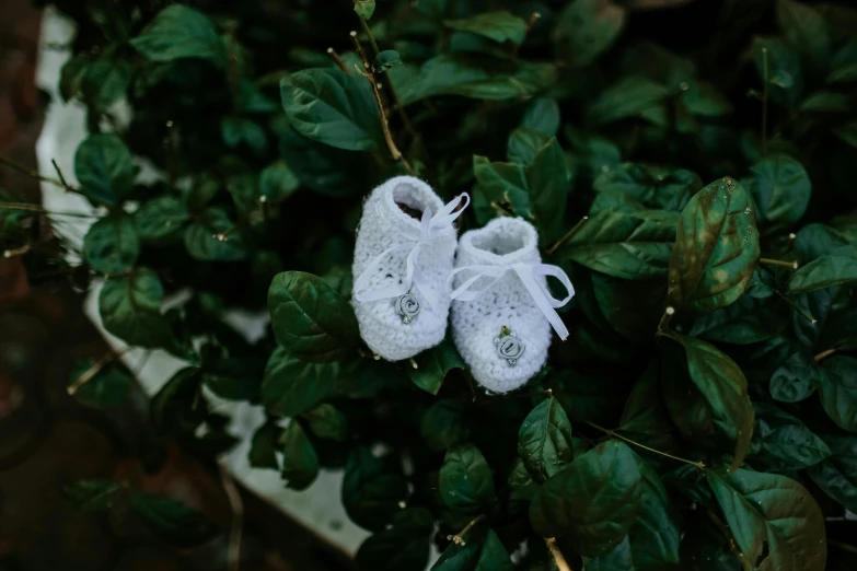 pair of white baby shoes on a green plant