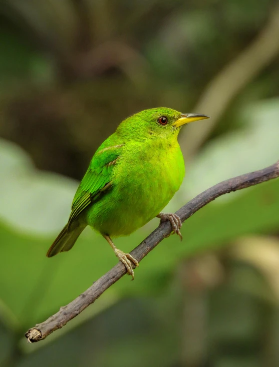 a small green bird is sitting on the nch