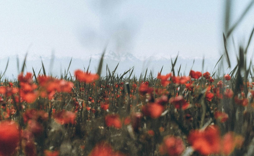 a field with some red flowers growing on it