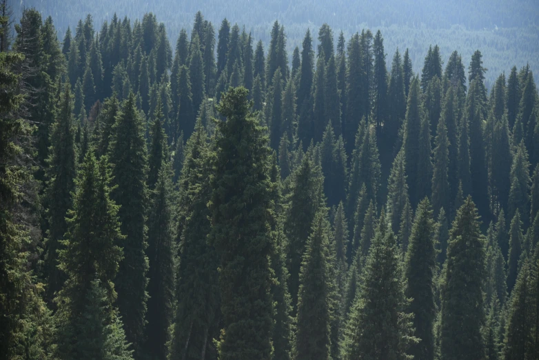 the view of many fir trees in a field