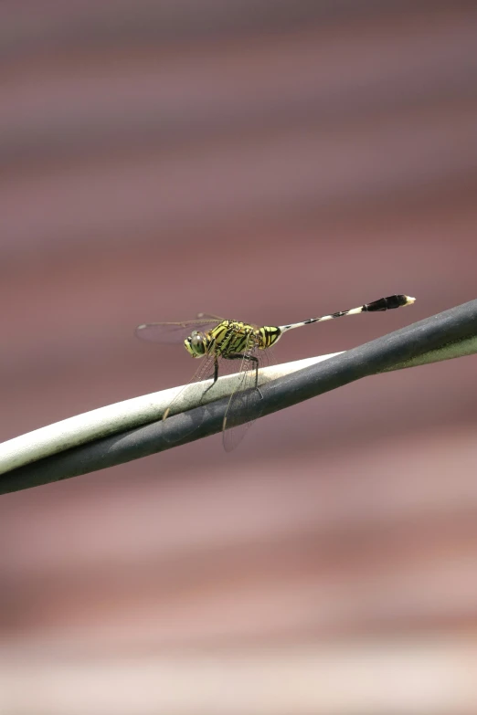 the insect has it's wings outstretched on the edge of the plant