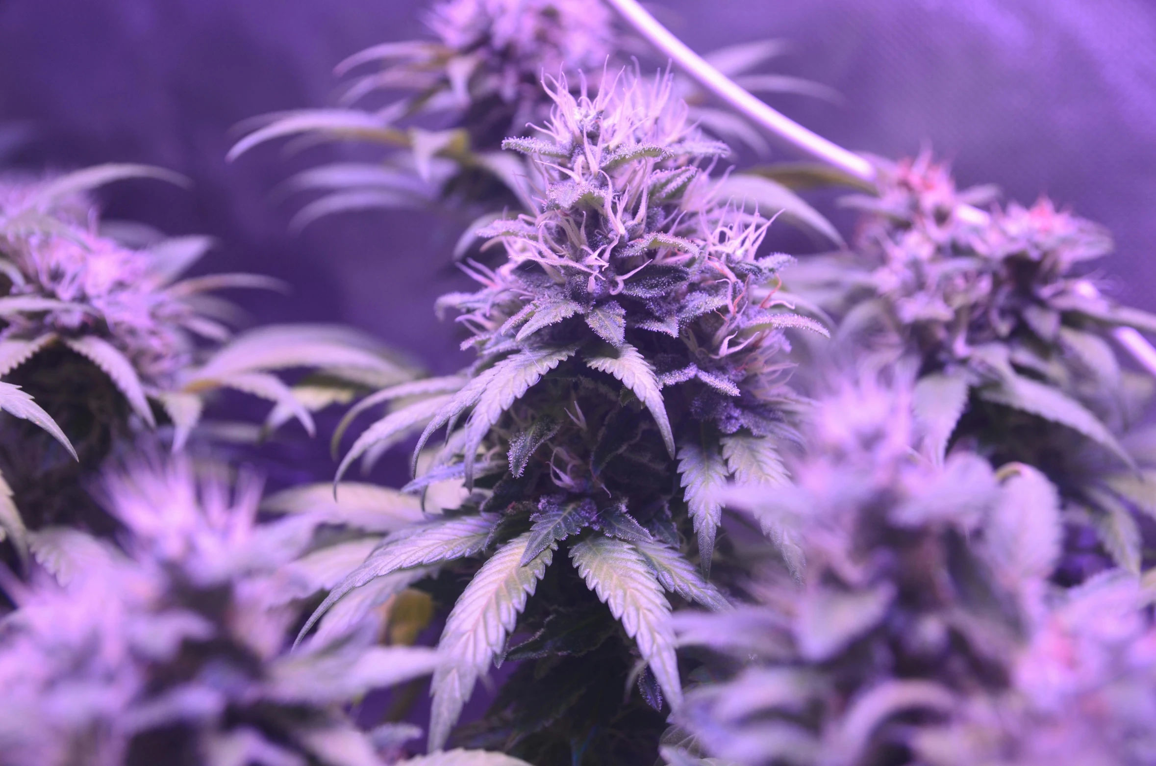 purple cannabis plants being grown in an area with purple lights