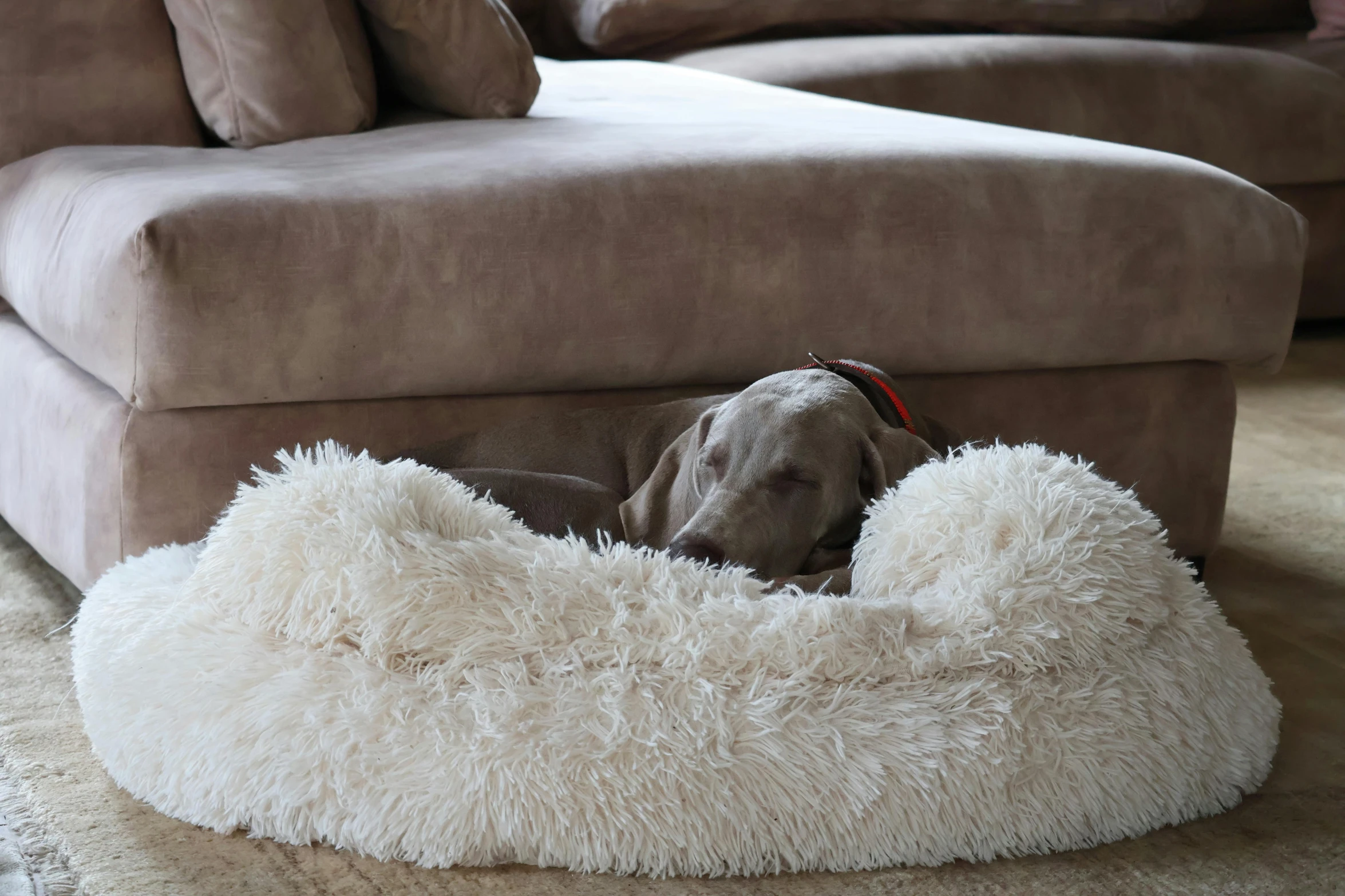 dog lying in bed on carpeted floor by couch