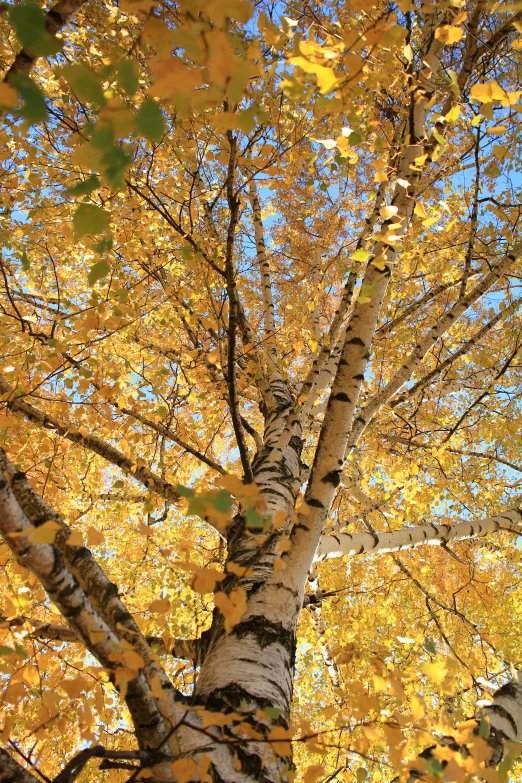 a bunch of tall trees are standing near each other