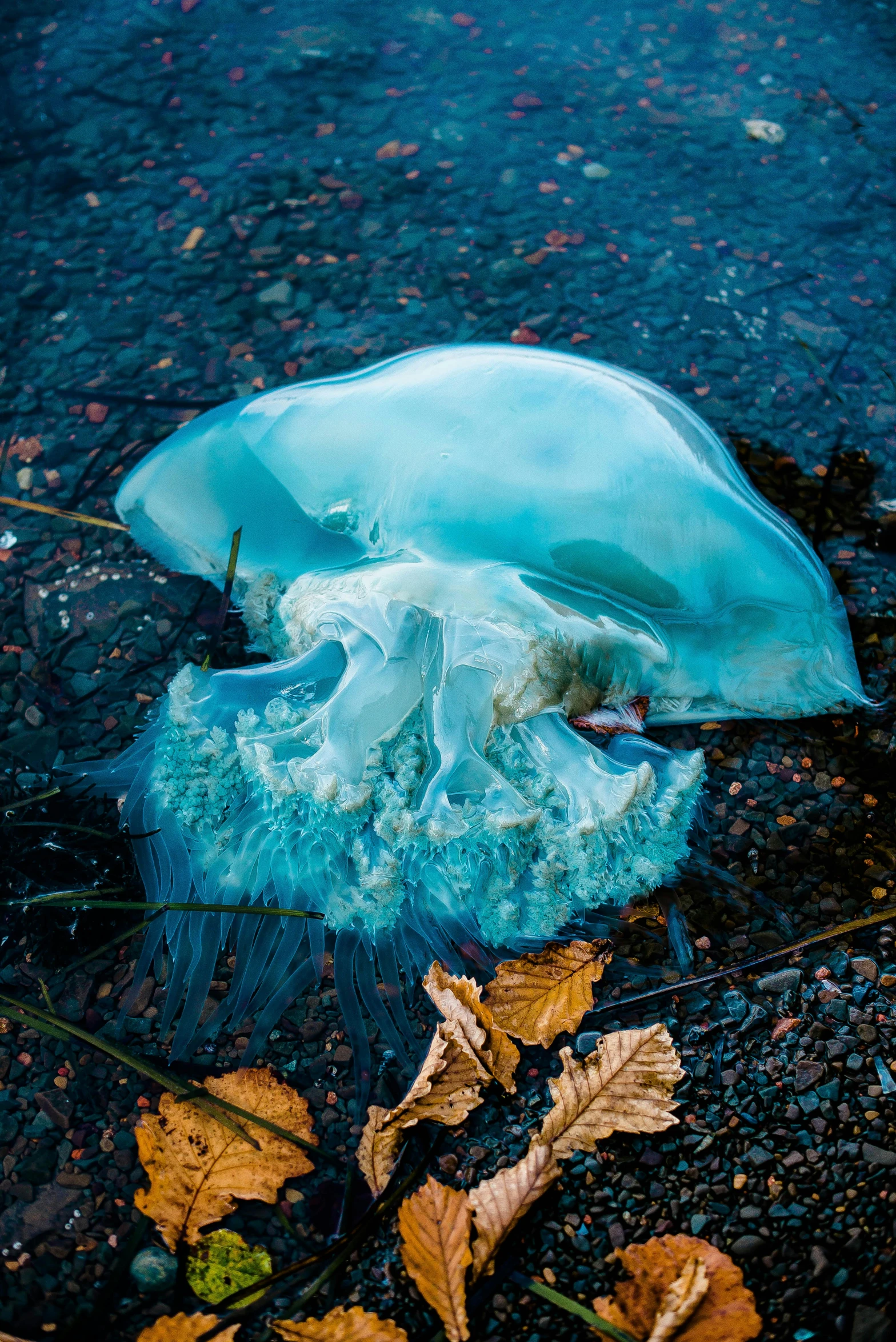 a iceberg floating on the surface of a river