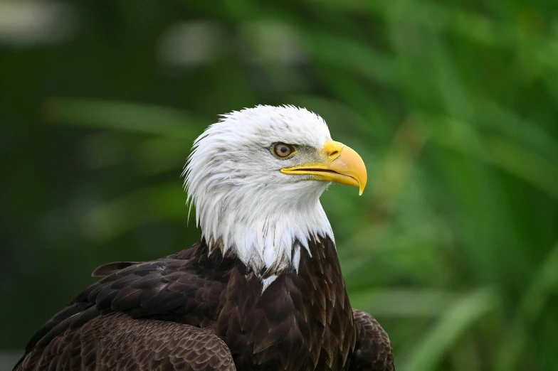 a bald eagle with yellow beak and large black wings