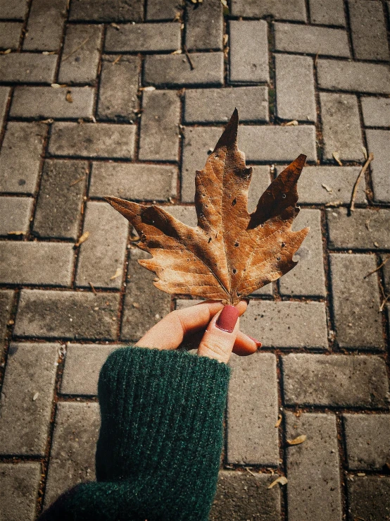 someone holding a leaf up on the pavement