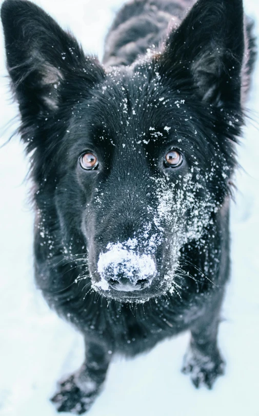 a large black dog looks down into the snow