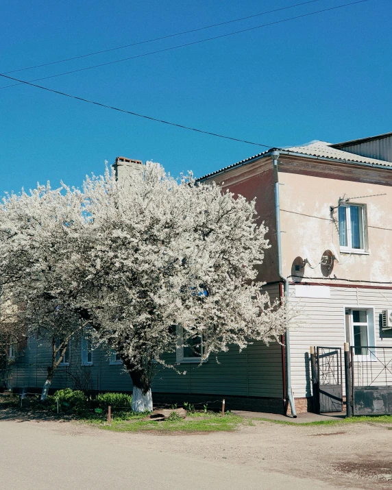 a very large blooming tree in front of a house