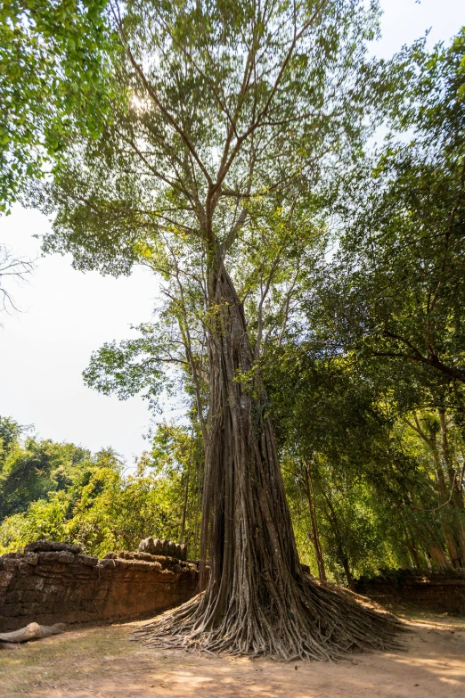 a large tree growing into a sandy area