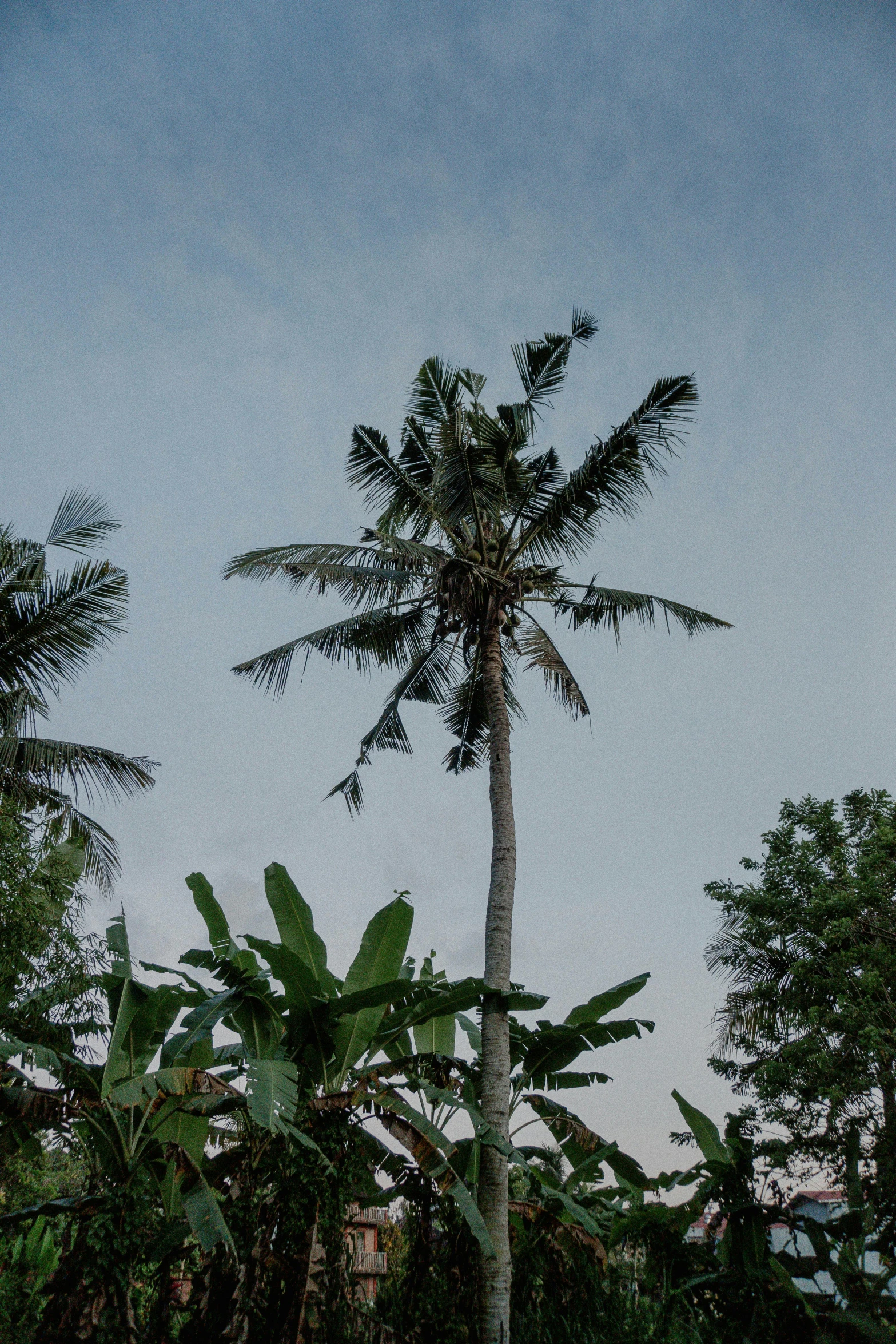 a lone palm tree standing still in the distance