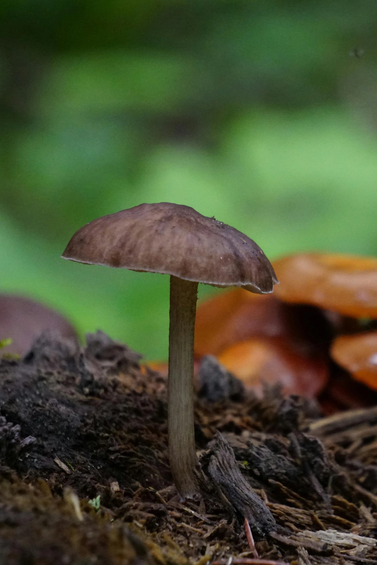 a mushroom growing out of the ground near a forest