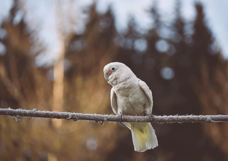 a bird that is sitting on top of a cable