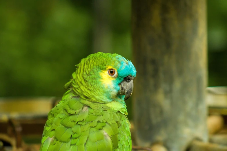 a green and blue bird with yellow on it's head