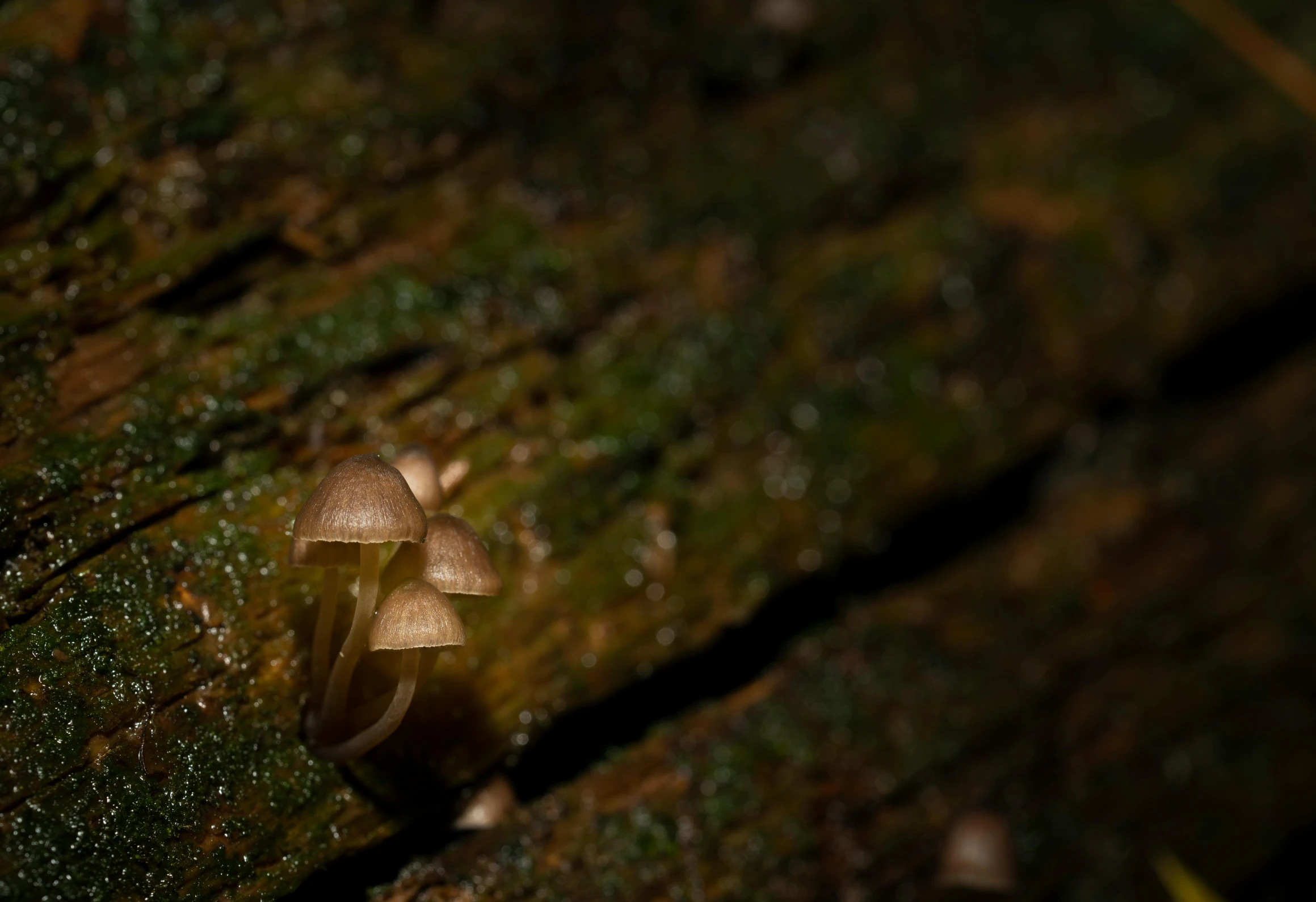 mushrooms are growing on the side of a mossy log