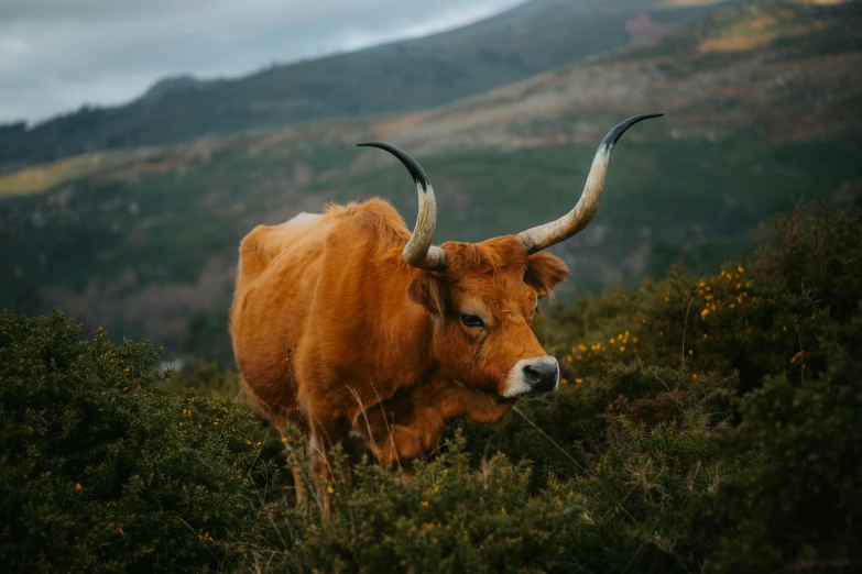 an animal with horns standing in some plants