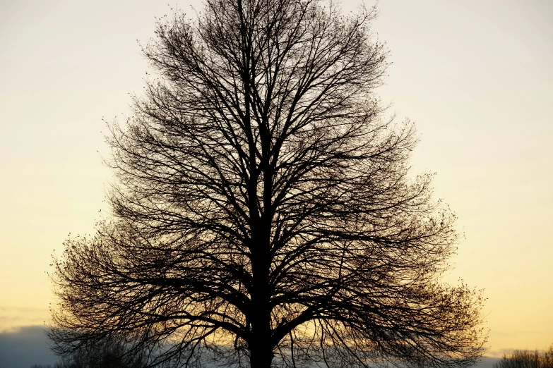 a large tree without leaves in the winter