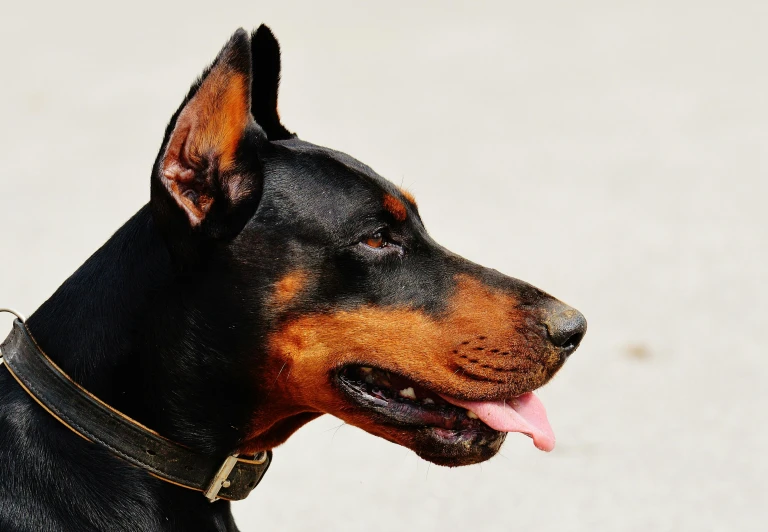 a black and brown dog with a collar on and panting