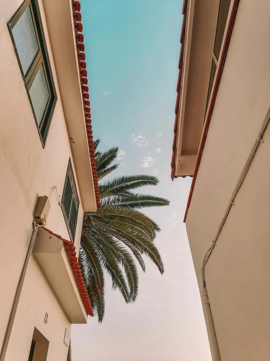 a palm tree reaching up into the air between two houses