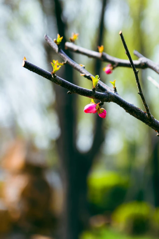 some nches are flowering, and one of the leaves is starting to red