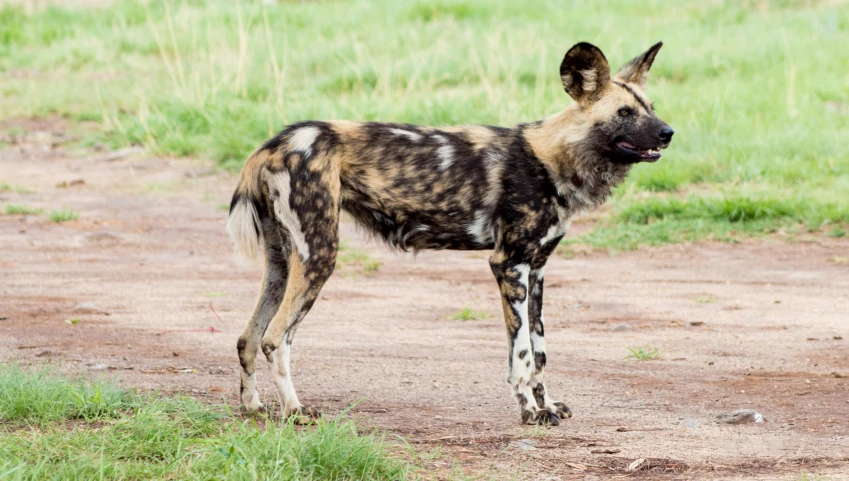 a striped dog stands near a grassy field