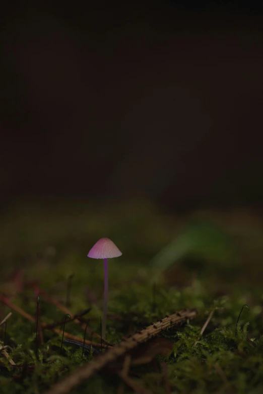 a mushroom in the grass with some leaves