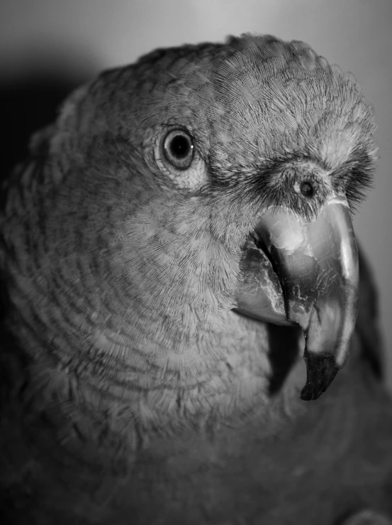 a large bird with its mouth open next to a wall