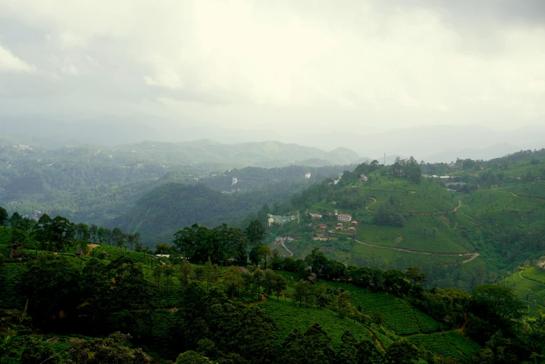 a lush green hillside sitting next to a forest