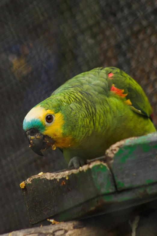 a green, blue and yellow parrot eating food from its mouth