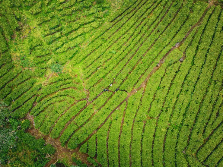 a green field has many rows of plants growing