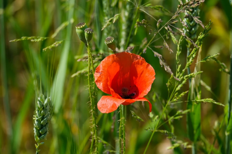 an orange flower in a field with green grass