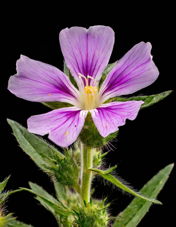 a purple flower with white pollen and small green leaves