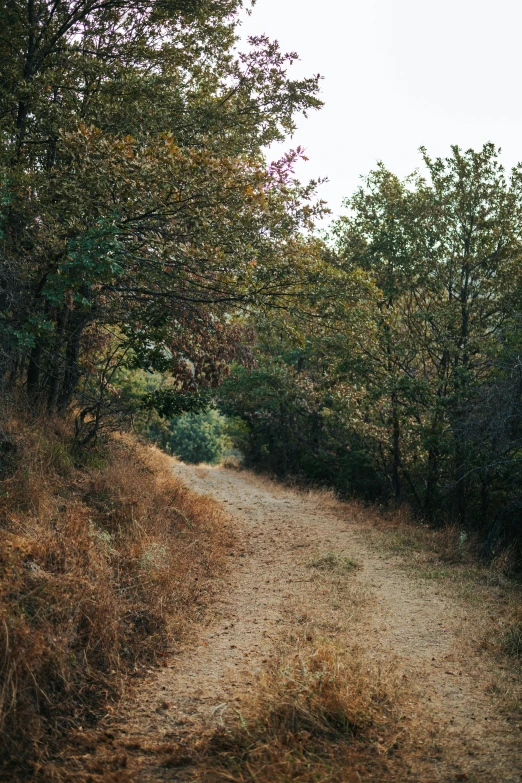 a dirt path through some green trees and bushes