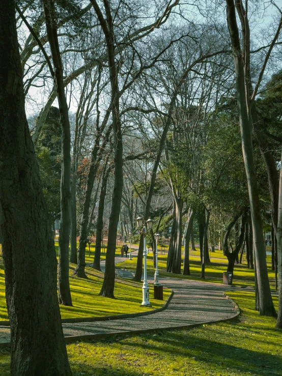 a view of a path surrounded by trees in a park