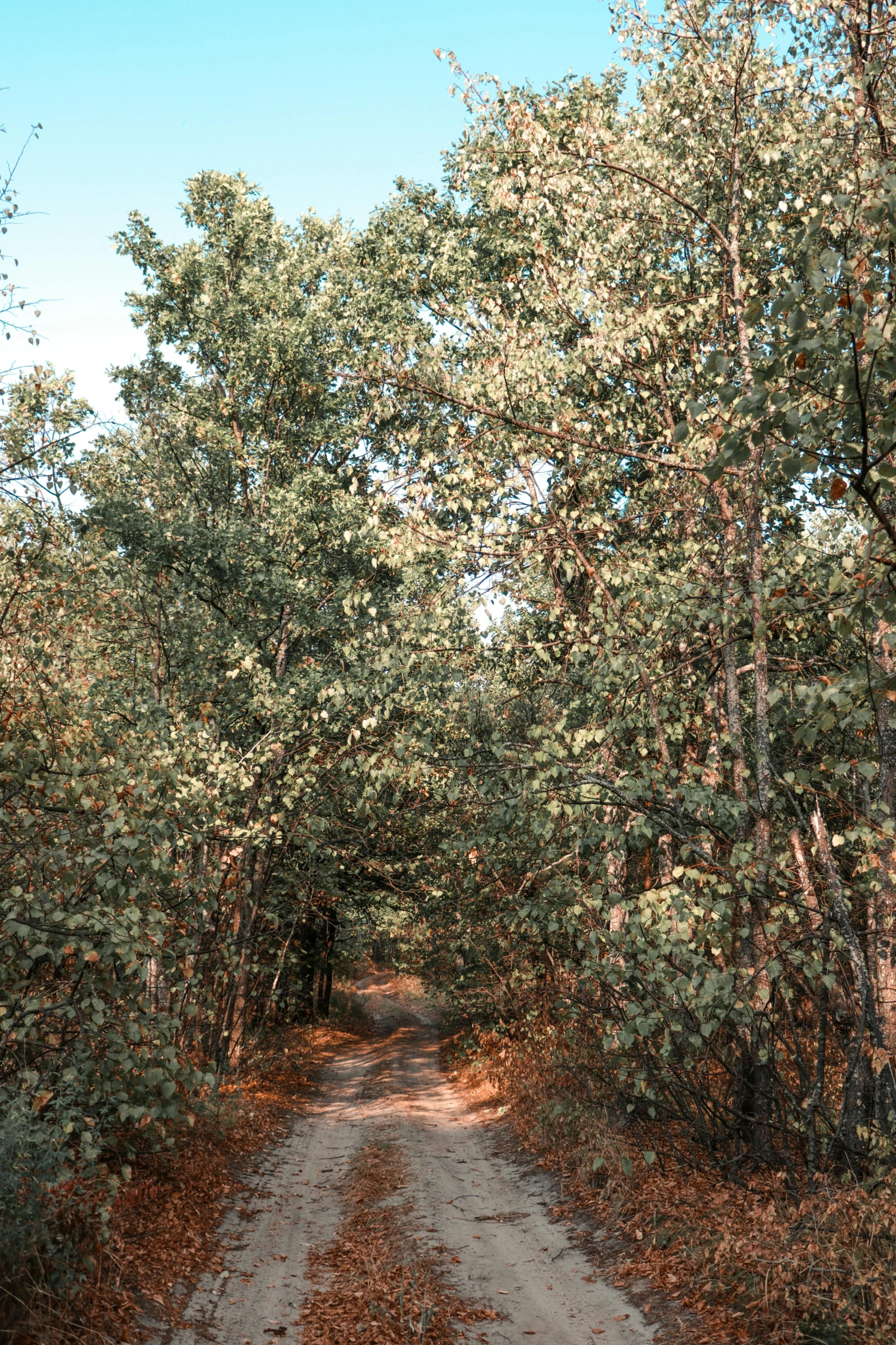 the road is surrounded by trees with no leaves