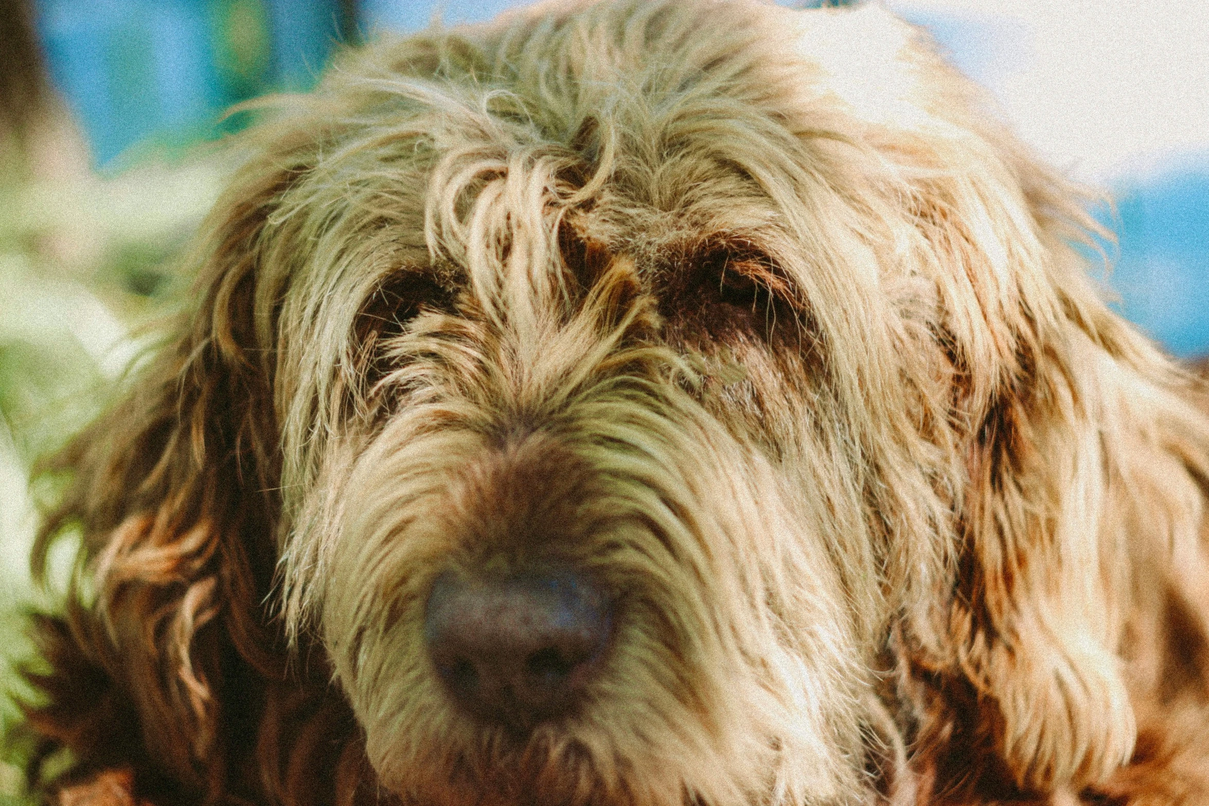 a dog that has it's head close to the camera