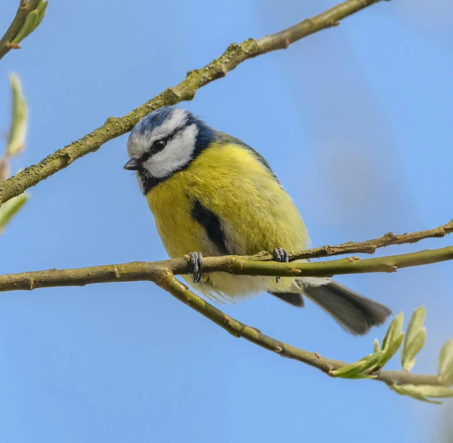 a blue, white and black bird sitting on top of a tree nch