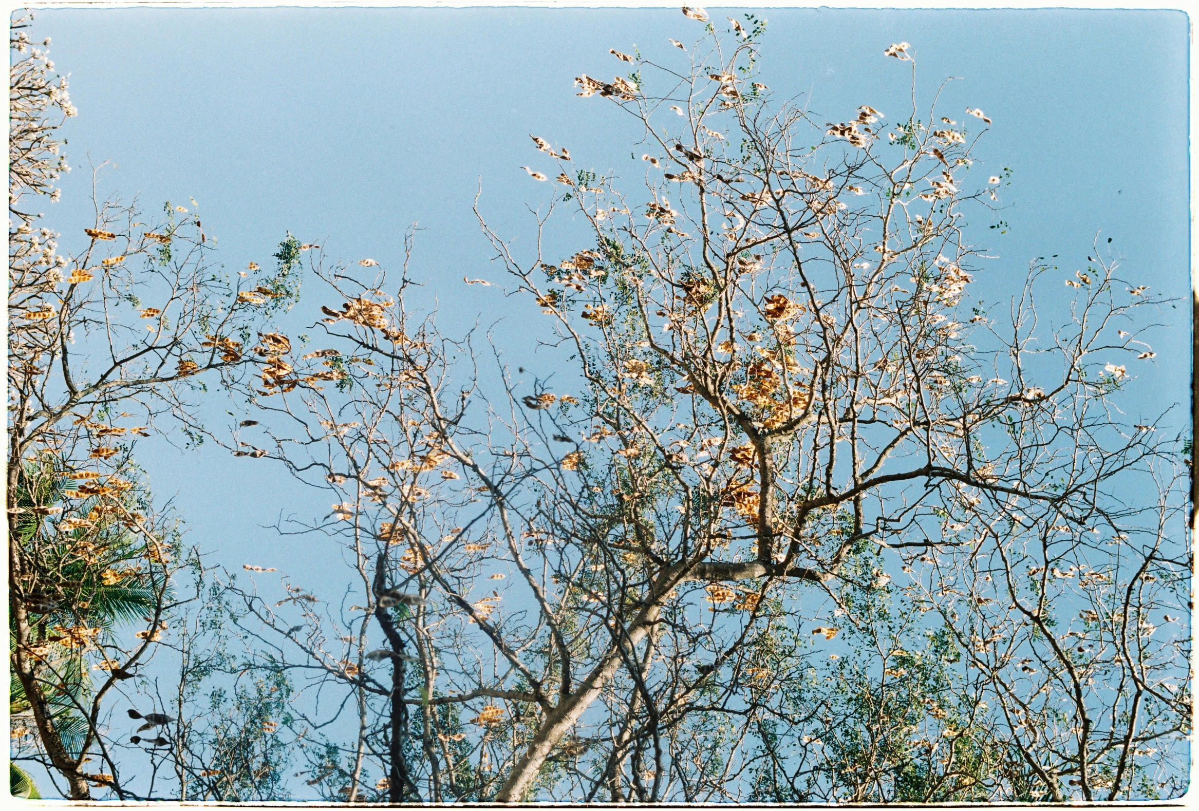 a tree is shown with little birds on it