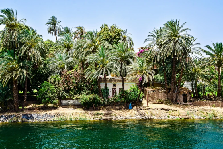 trees and some water on an island