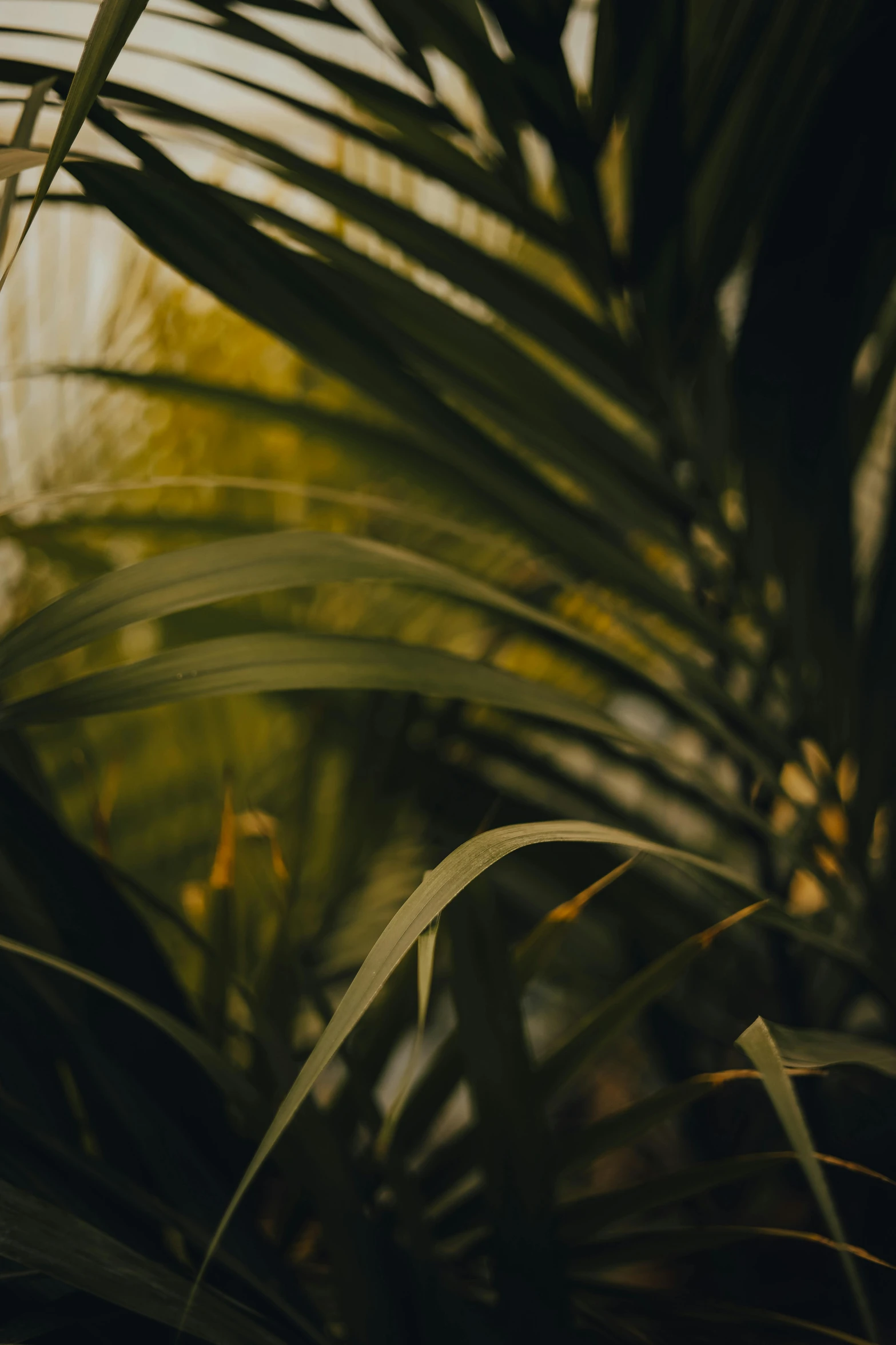 closeup of tropical palm tree with green leafs