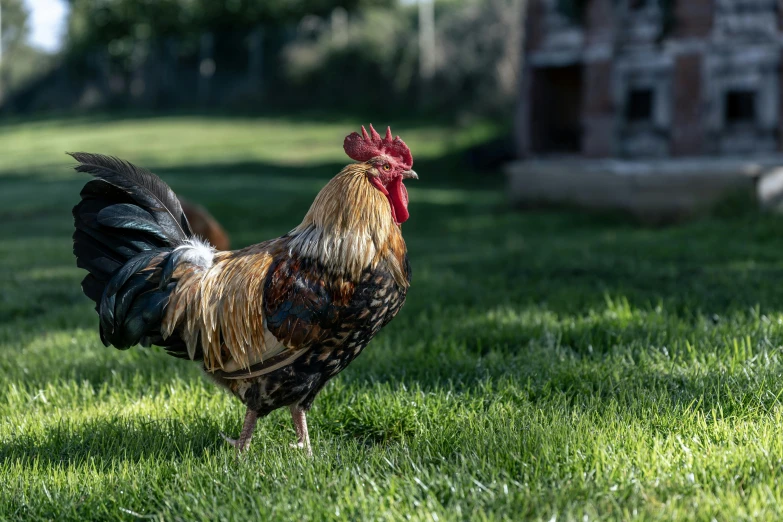 a rooster is standing in the grass with his tail