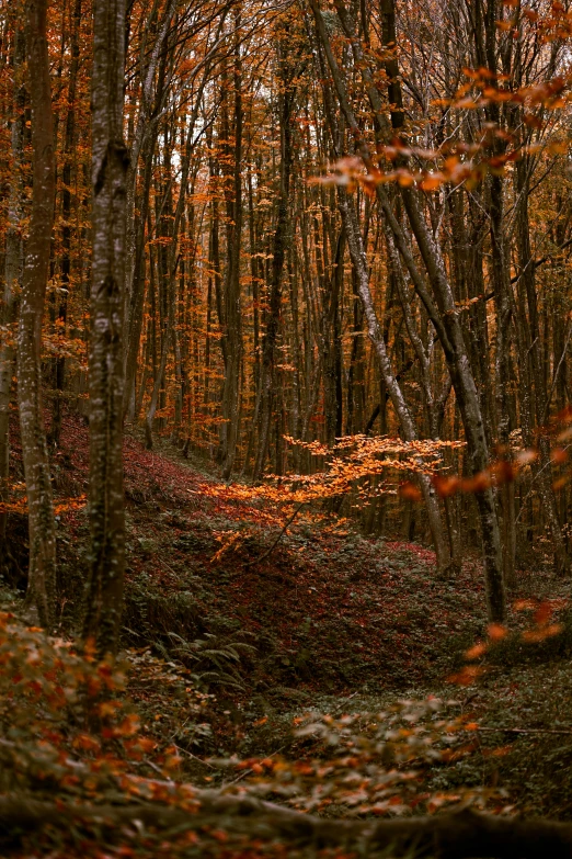 a path in the middle of a tree filled forest