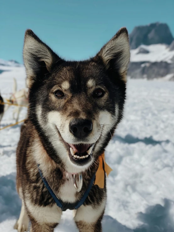 the husky dog is smiling brightly in the snow