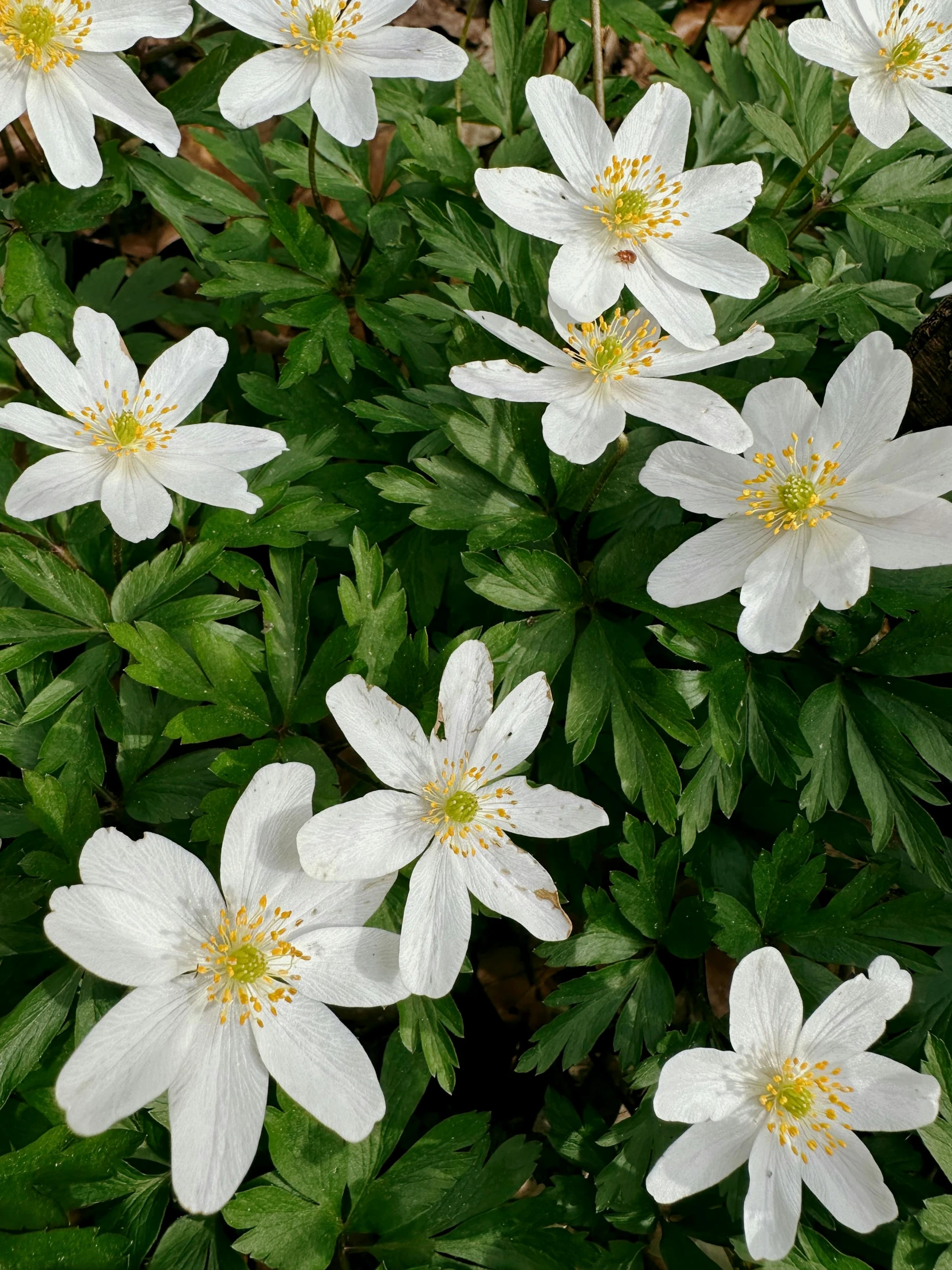 several flowers that are growing outside together