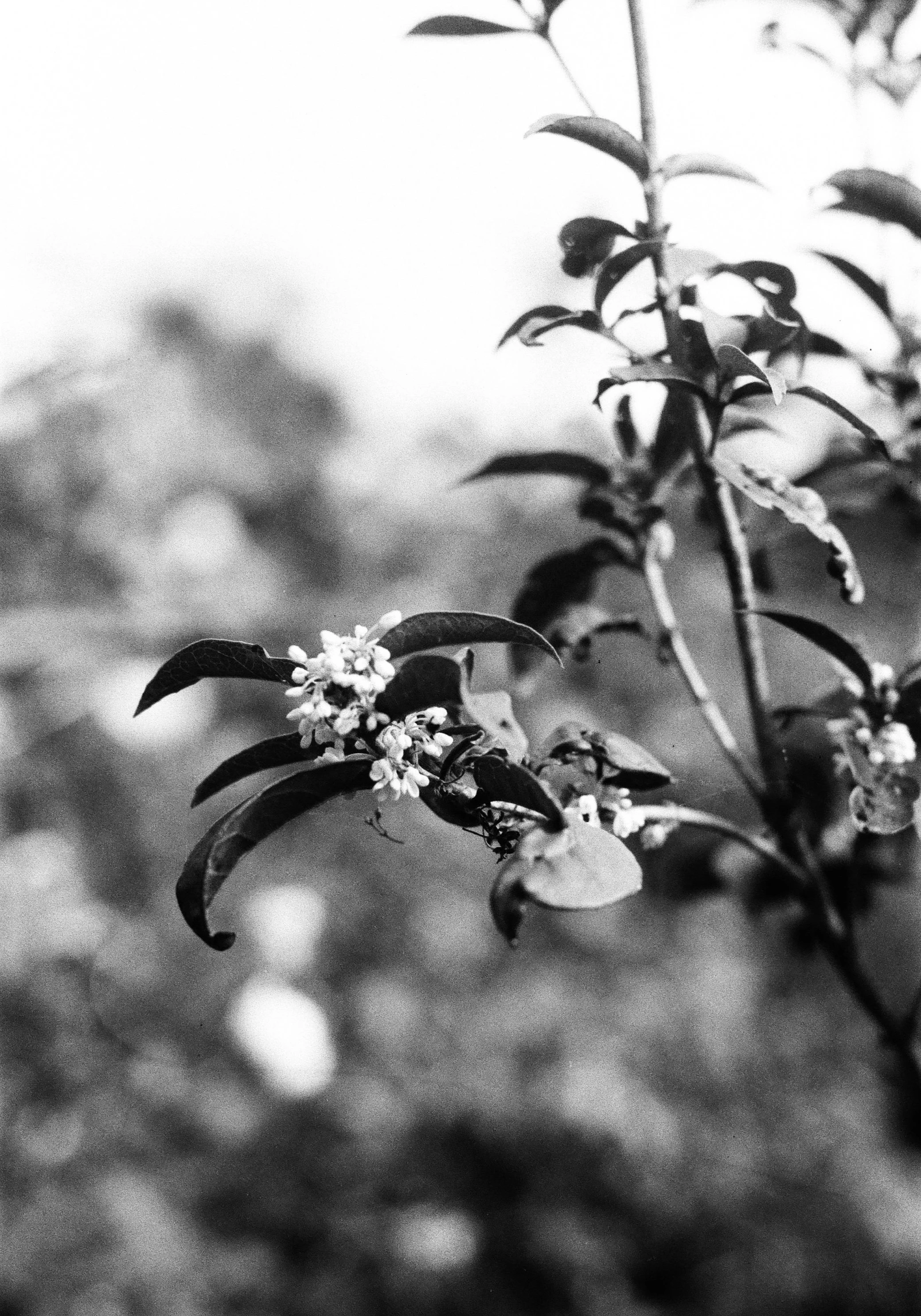 a black and white po of flowers on a twig