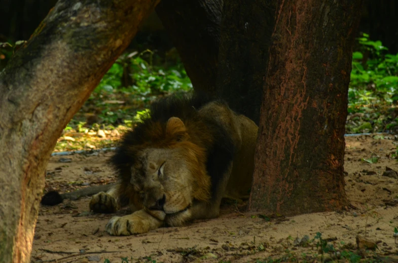 a lion sitting underneath a tree with its eyes closed