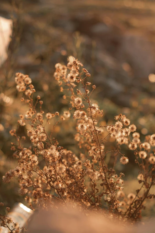 a person is holding a camera looking at some plants