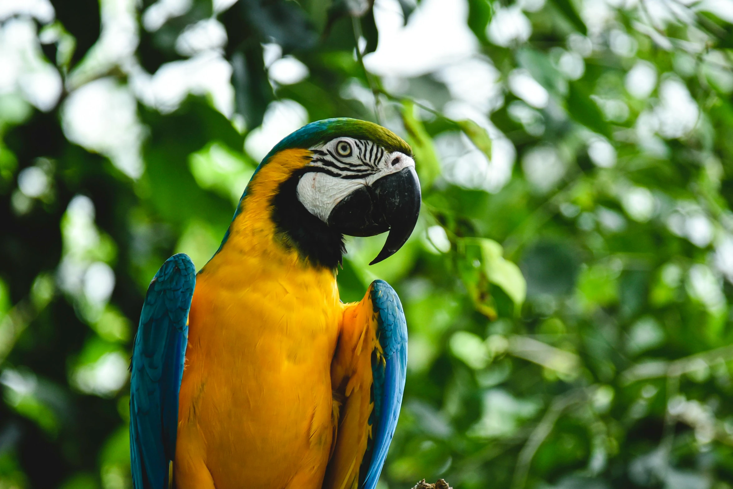 colorful parrot perched on nch in green area