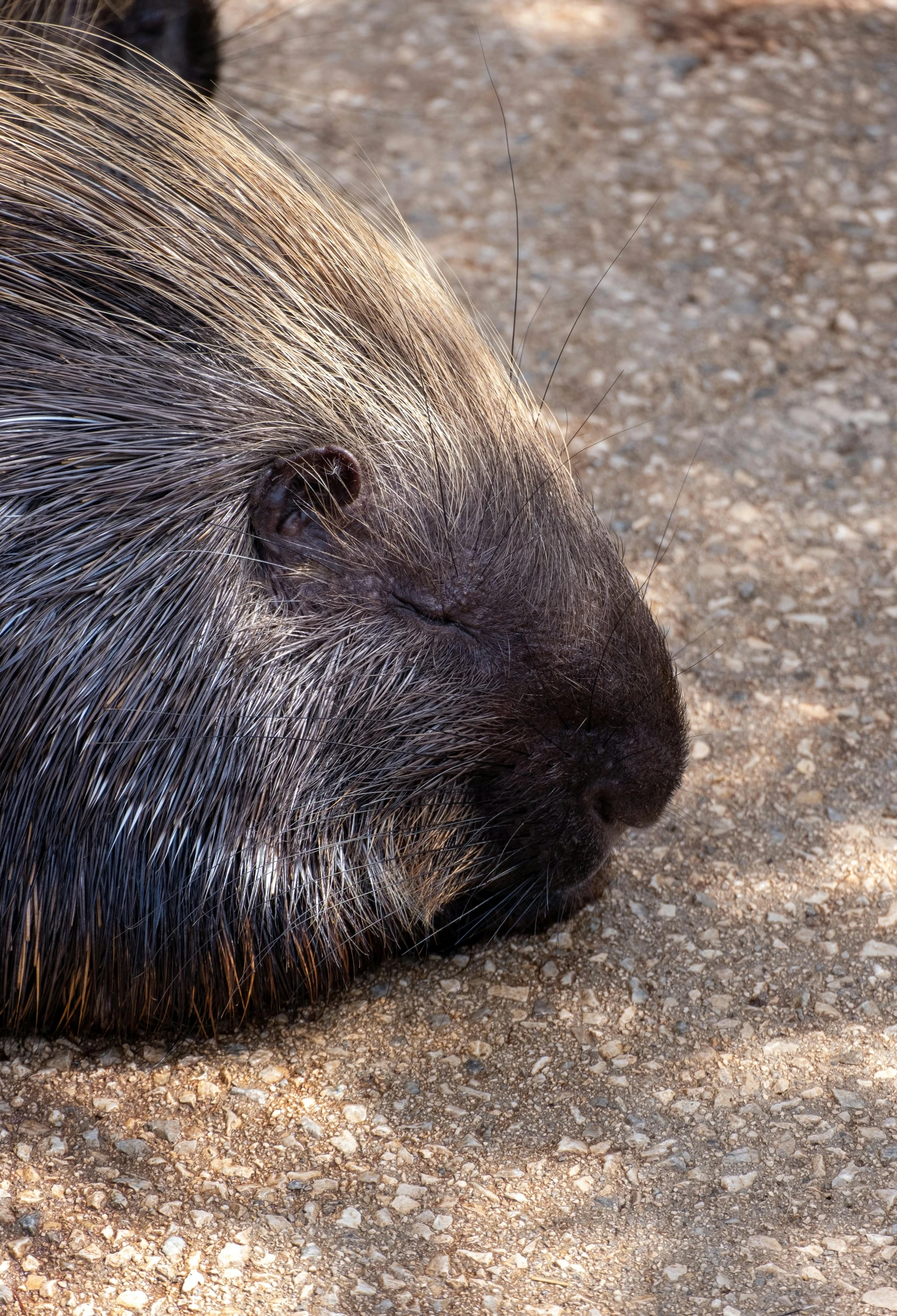 close up of an animal with long hair sitting on the ground