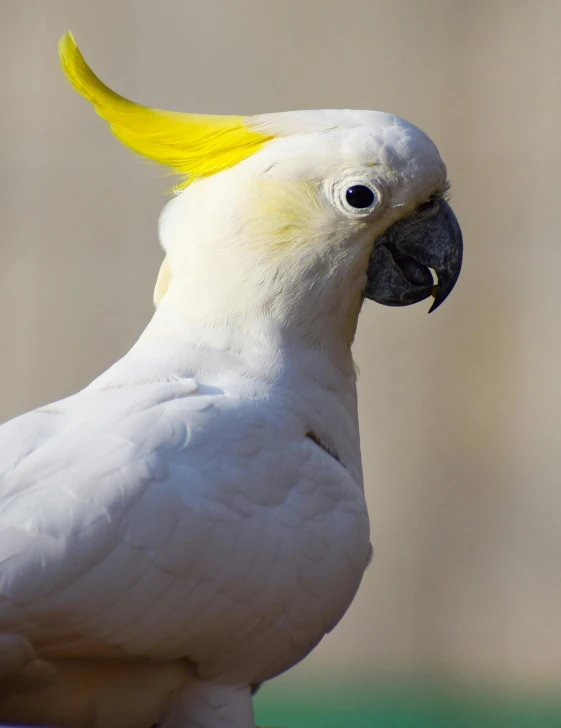 a very cute white parrot with a yellow mohawk